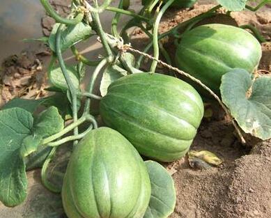 吃瓜的老瓜,吃瓜群众的智慧与趣味