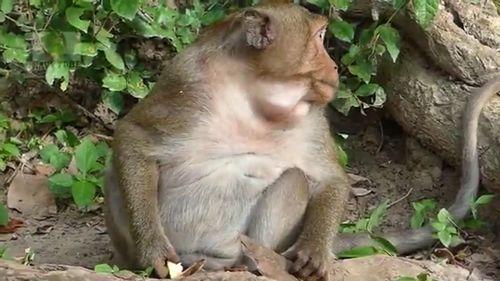 憨儿子吃瓜声音