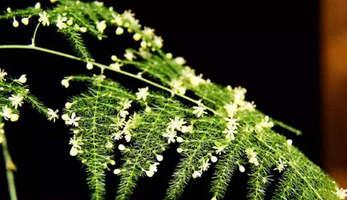 青文竹吃瓜,瓜界新宠，品味生活新风尚