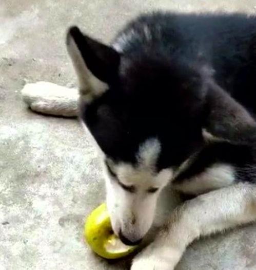 吃土瓜二哈,趣味横生的宠物日常