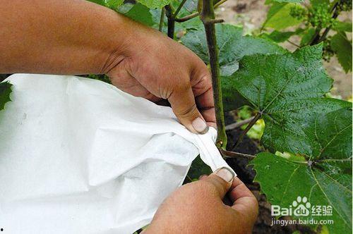 怎样防止鸟吃瓜