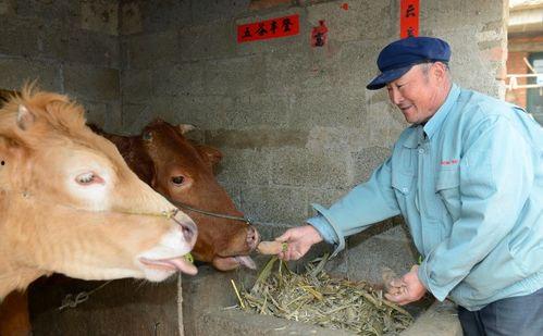 牛吃瓜壳中毒,揭示食品安全与养殖管理的双重挑战