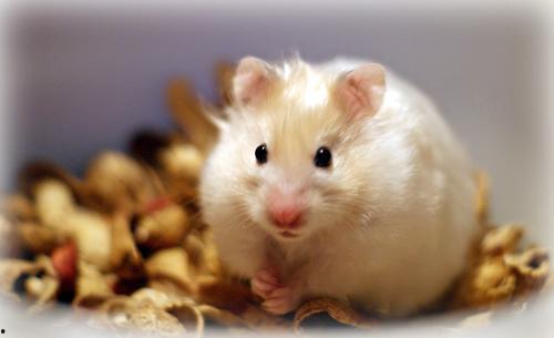 仓鼠可以吃瓜花生吗,瓜与花生的适宜性分析