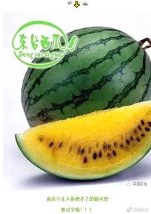 全球吃瓜小说,揭秘娱乐圈背后的秘密与奇闻异事