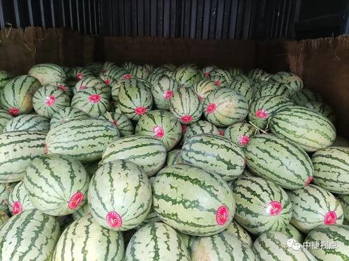 国防大学吃瓜,揭秘校园里的“吃瓜”盛况