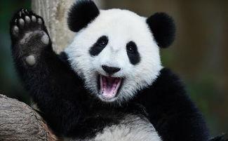 熊猫吃瓜卡通